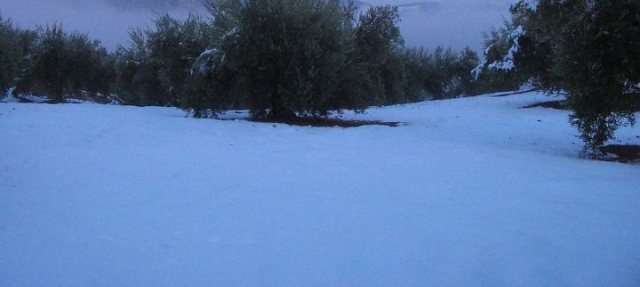 arboles entre la nieve